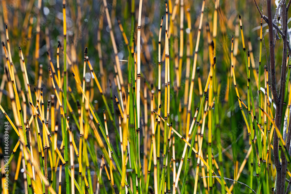 Obraz premium horsetails 5