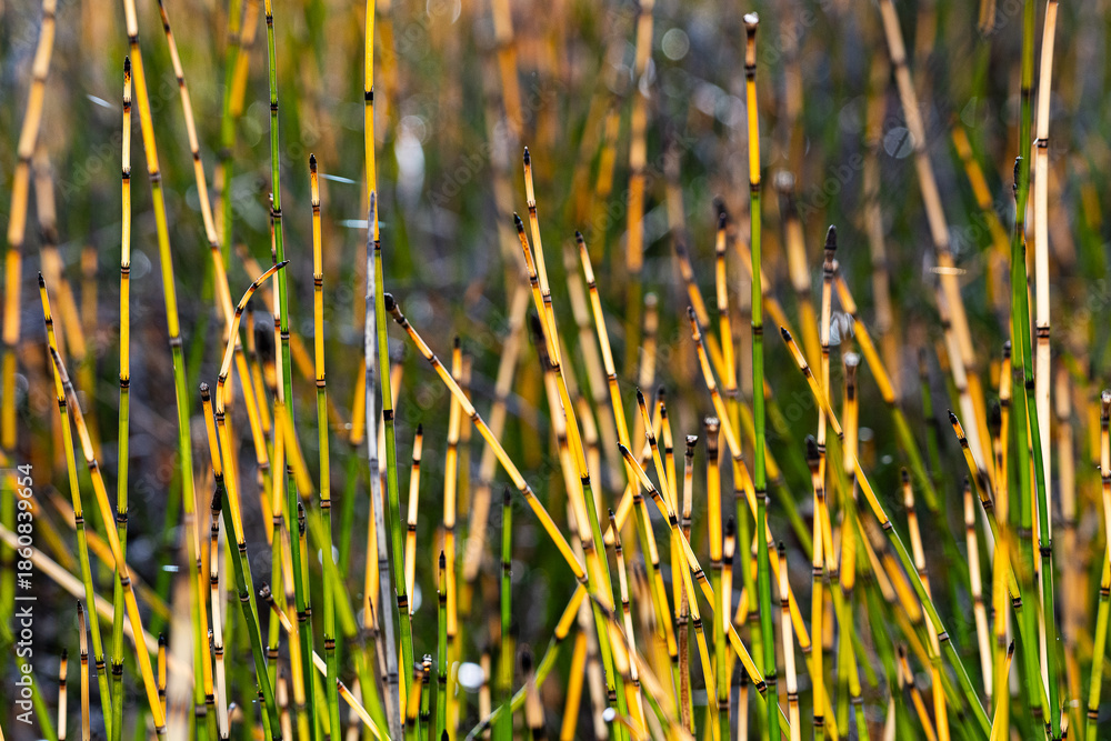 Obraz premium horsetails 4