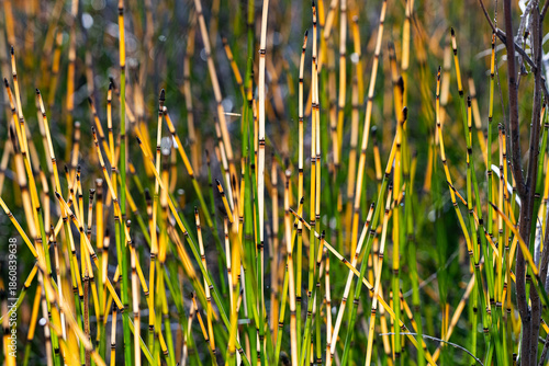 horsetails 5
