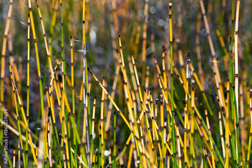 horsetails 4