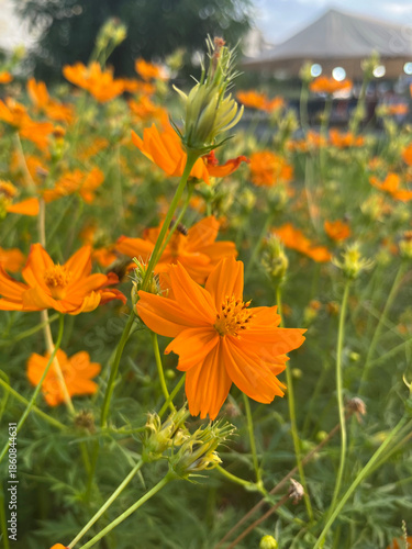 beautiful cosmos flowers in the garden