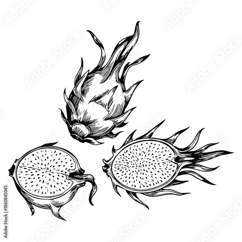 Vector hand drawn dragon fruit illustration suitable for exotic fruit food design botanical sketch and natural healthy themed creative artwork