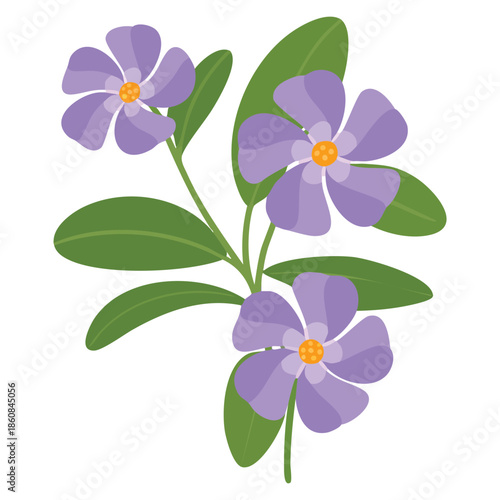 Vector hand drawn illustration of periwinkle wild flower detailed perfect for botanical garden floral pattern nature and plant inspired design elements