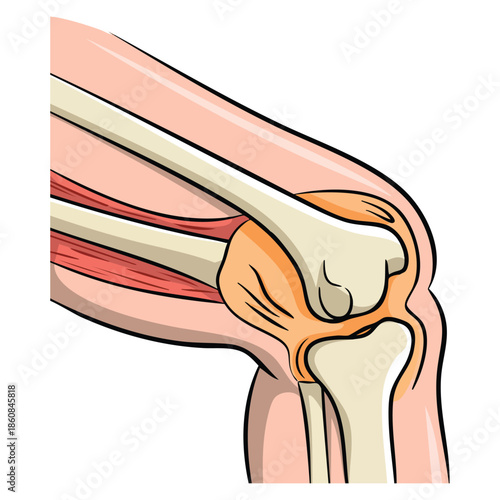 Vector illustration human knee joint side view showing anatomical structure bone ligaments cartilage medical reference and educational health anatomy themed artwork