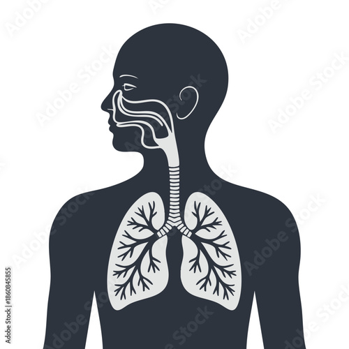 Vector illustration human silhouette inflamed respiratory system lungs showing asthma bronchitis and related diseases ideal for health awareness medical themed design