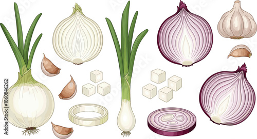  Fresh onion and garlic collection with whole bulbs, sliced rings, diced cubes, spring onions, detailed botanical vegetable illustration for cooking ingredients, kitchen design vector