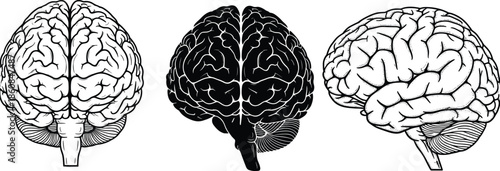 Human brain front and side view, anatomical comparison, neuroscience illustration set, medical education graphic, flat vector illustration