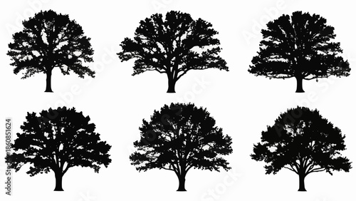Collection of Six Silhouette Oak Trees Isolated on White Background.