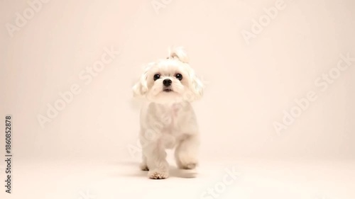 A fluffy white dog with a top knot is in mid-air with one leg extended