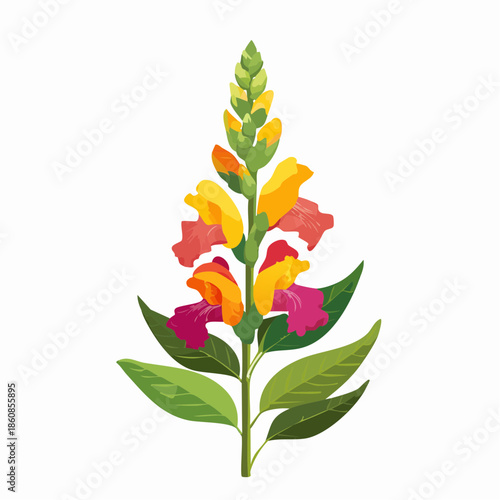 Colorful snapdragon flower with green leaves