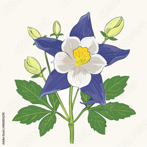 Columbine flower with green leaves and buds