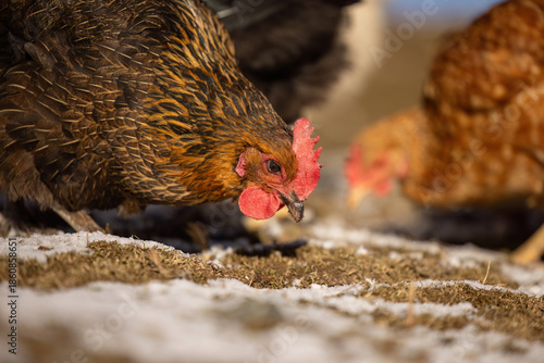 Photos Brown laying hen pecking food on frosty ground in winter sunlight with detailed