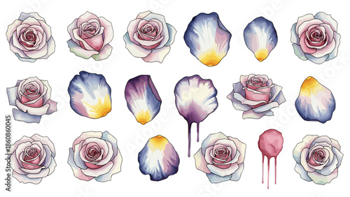 Collection of delicate pink and purple roses with petals and buds