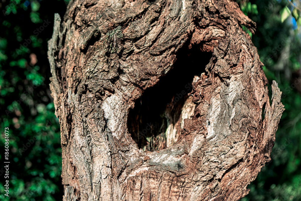 Fototapeta premium Weathered tree trunk reveals deep, natural hollow framed by rugged bark textures. Surrounded by blurred greenery, it evokes forest decay and hidden wildlife shelter
