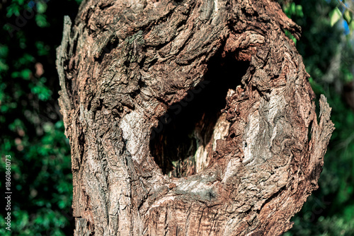 Weathered tree trunk reveals deep, natural hollow framed by rugged bark textures. Surrounded by blurred greenery, it evokes forest decay and hidden wildlife shelter