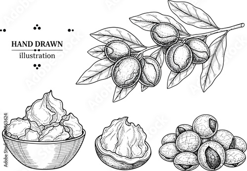 Hand drawn illustration of shea nuts, shea butter and shea tree branch