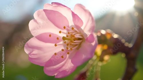 Delicate Pink Cherry Blossom Flower Bathed in Golden Sunlight