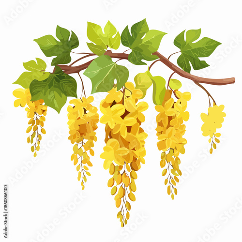 Golden shower tree branch with yellow flowers