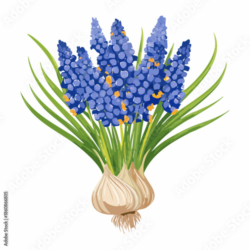 Grape hyacinth flowers with bulbs and leaves