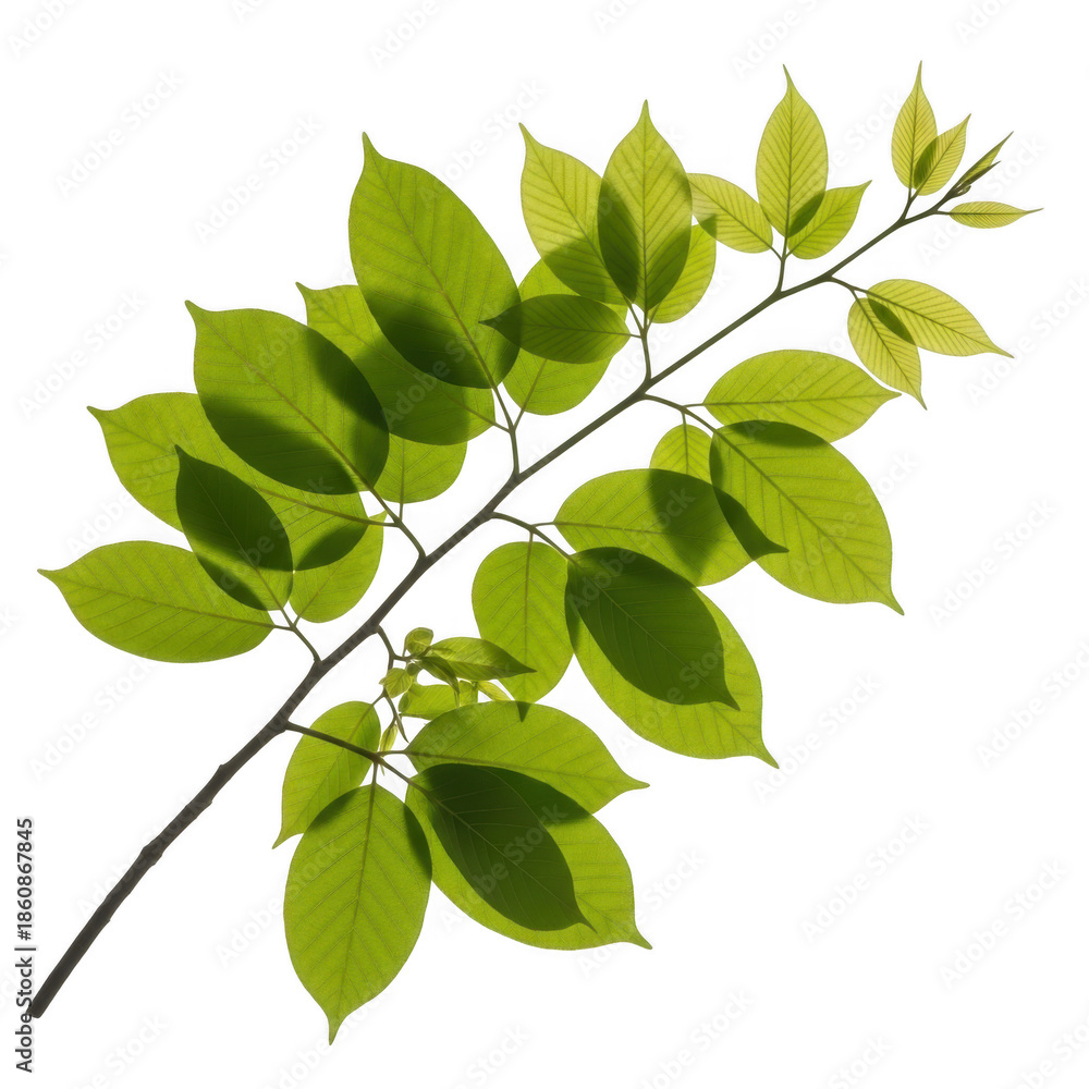 Naklejka premium Green leaves on a branch