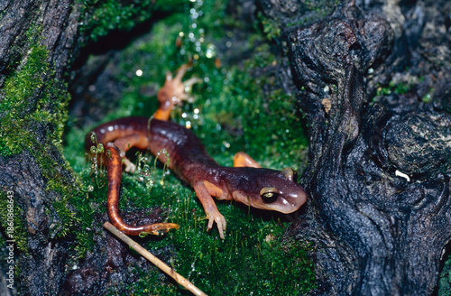 Fotografia Yellow-eyed Ensatina (Ensatina eschscholtzii xanthoptica) salamander resting in a patch of green moss on an old, wet log