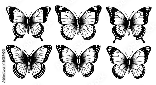 Collection of Six Detailed Black and White Butterfly Illustrations.