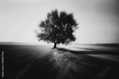 Lonely Tree on the Road, Black and White Landscape