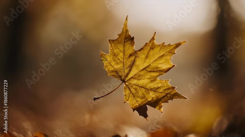 Falling Yellow Maple Leaf in Autumn.