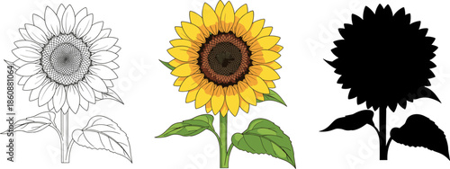 Hand drawn sunflower set: outline, colorful illustration and silhouette.