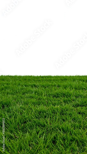 A lush, verdant expanse of green grass stretches across the lower portion of the frame against a stark, white backdrop
