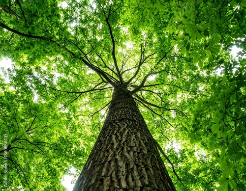 A low-angle view captures a towering tree's textured trunk reaching towards a canopy of bright green leaves, illuminated by sunlight