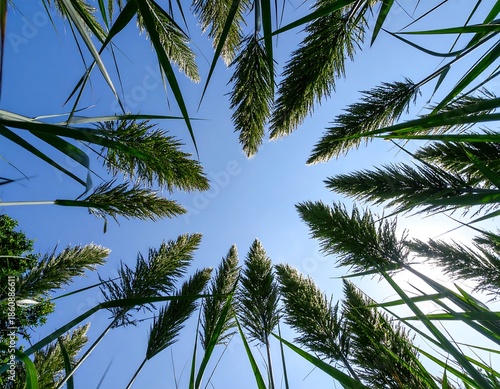 A low-angle view looking upwards through tall, wispy green grasses with feathery plumes against a clear, vibrant blue sky