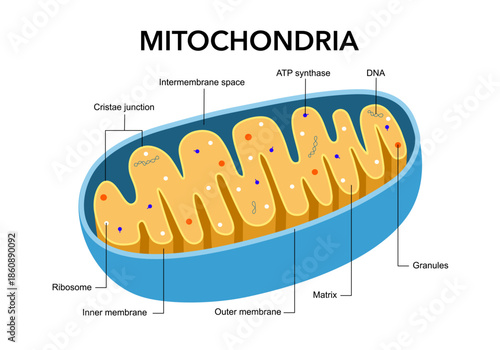 Mitochondria cross-section view medical diagram infographic vector illustration.