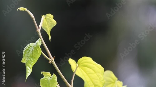 Vines of betel leaves (Piper betle). Leaf tip with blurry background.