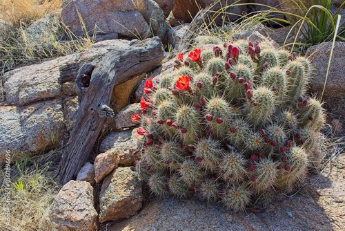 Closeup of Claret-Cup Cactus, Echinocereus triglochidiatus, in bloom with vivid red flowers. Arizona.