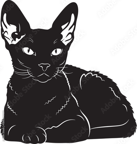 Beautiful black cat lying down with alert expression