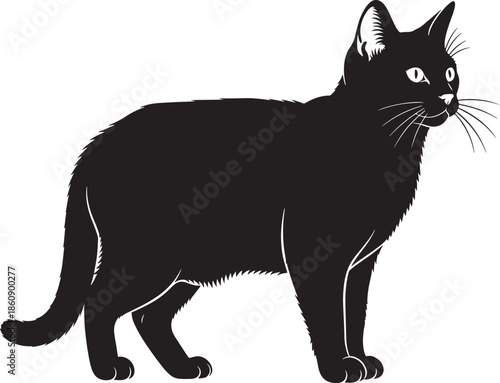 Black cat standing and looking to the side