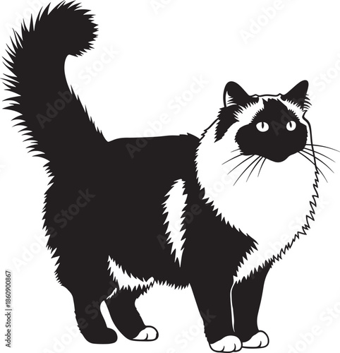 Beautiful black and white cat standing and looking to side