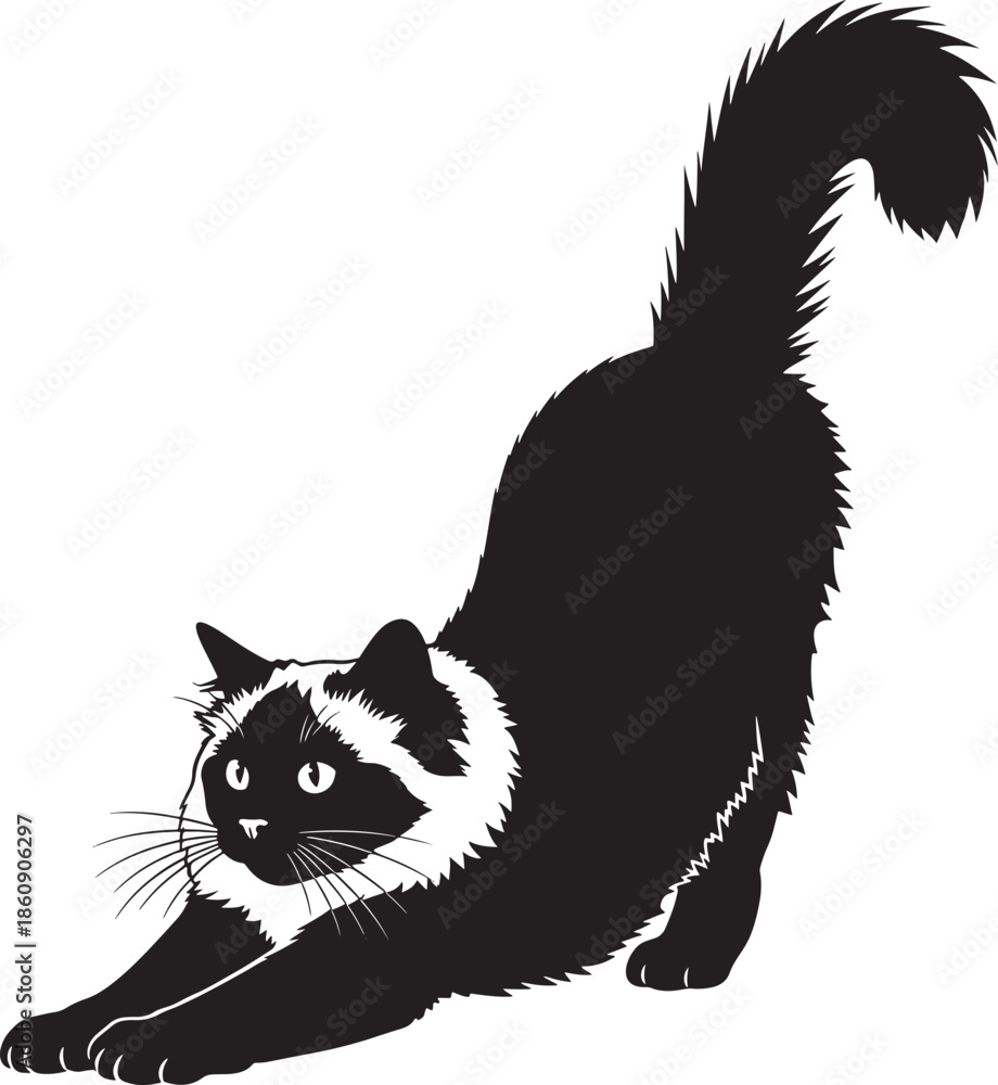 Fototapeta premium Black cat in yoga pose on white background