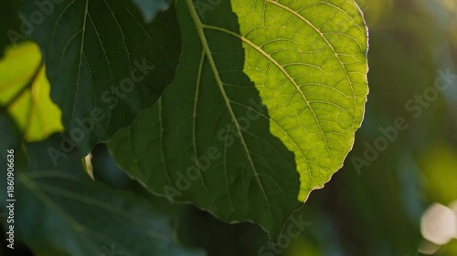 Cinematic Sunlight Filtering Through Green Leaves with Gentle Motion and Warm Light 4K video footage
