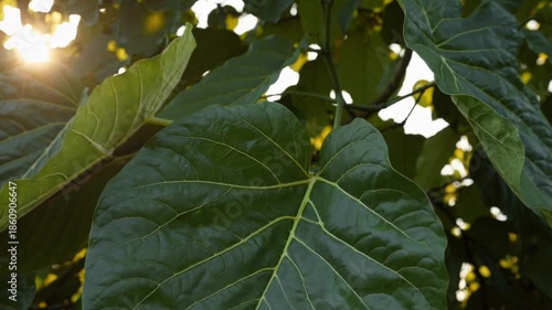 Cinematic Sunlight Filtering Through Green Leaves with Gentle Motion and Warm Light 4K video footage