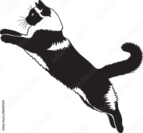 Black and white cat jumping in the air