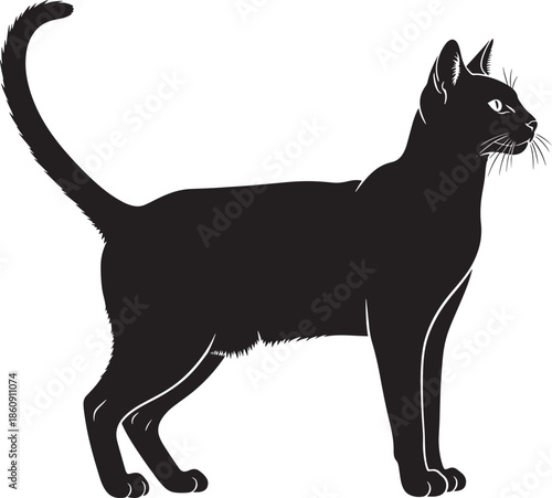 Black cat standing and looking to side