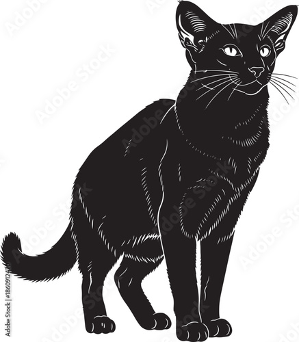 Black cat standing and looking to sideways