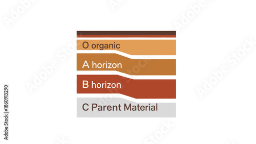 Illustration of soil horizons including organic layer A B and C parent material