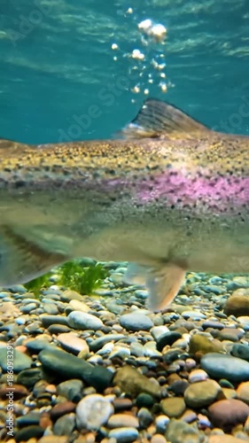 An underwater view showcasing a vibrant rainbow trout in its habitat