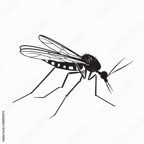 Aedes Aegypti Mosquito Vector Illustration on white Background . 