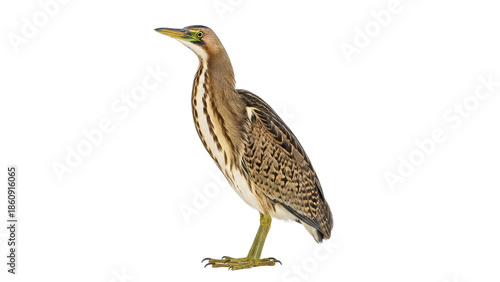 American Bittern marsh bird with striped brown plumage standing isolated PNG with Transparent Background