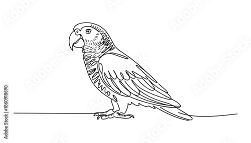 One continuous line illustration of an Budgerigar , isolated on white background.