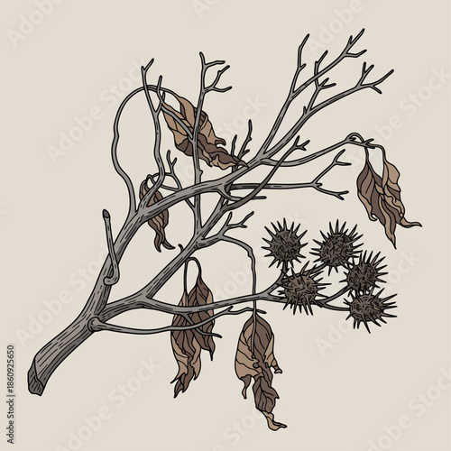 Dried Winter Branch Illustration with Spiky Seed Pods and Withered Autumn Leaves